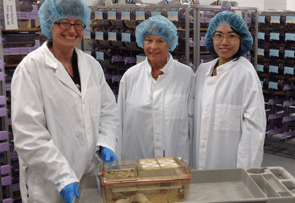Researchers working with mice in lab